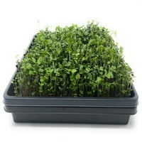 -Gro Organik Mikro Yeşillikler Temel Salata Dolum Kiti, Kapalı Kısım Güneş Sebze Tohumları