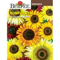 Burpee Organik Süs Mi Ayçiçeği Çiçek Tohumu, 1'liPaket